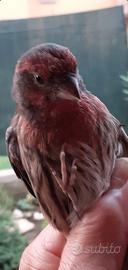 Coppia ciuffolotti messicano