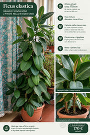 Ficus elastica 170 cm – grande e rigoglioso + vaso