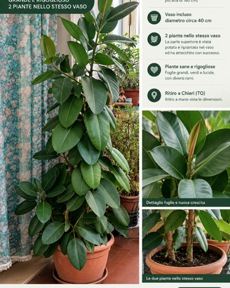 Ficus elastica 170 cm – grande e rigoglioso + vaso