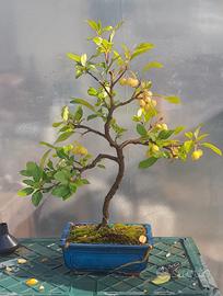 bonsai 