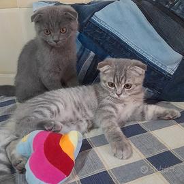 Cuccioli Scottish fold e Scottish straight 