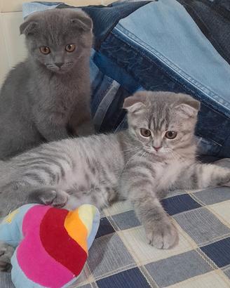 Cuccioli Scottish fold e Scottish straight 