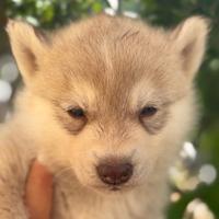 Cucciolo Siberian Husky