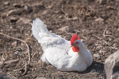 Gallina ovaiola livornese