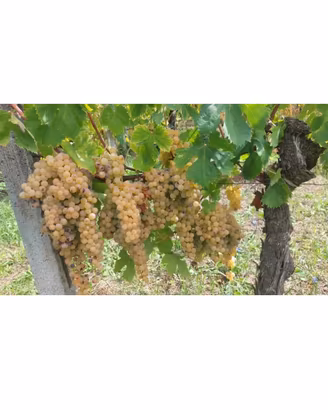 Uva bianca e rossa