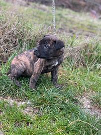 Cuccioli Cane Corso