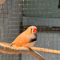 Uccello del fringuello zebrato