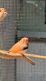 Uccello del fringuello zebrato