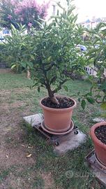 PIANTE DI LIMONE ADULTE