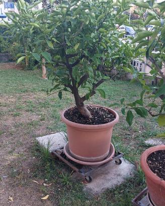 PIANTE DI LIMONE ADULTE