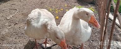 Oche romagnole in coppia