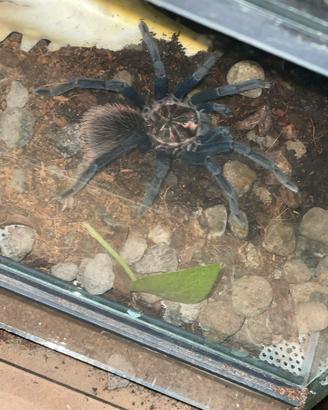 Tarantola Xenesthis Immanis