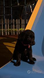 Cucciolo di Labrador (RIGALO)