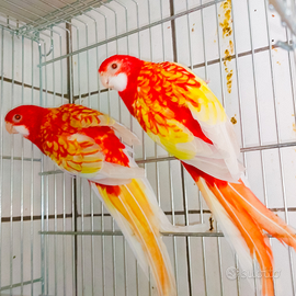 Pappagalli roselle rubino