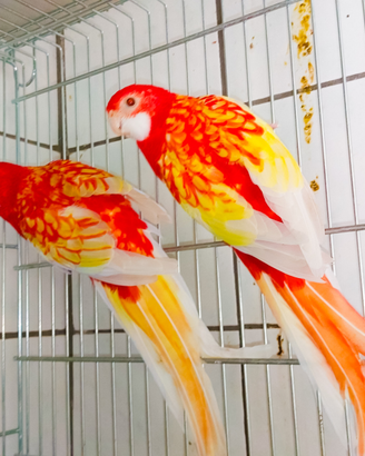 Pappagalli roselle rubino