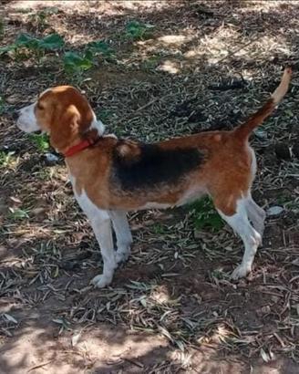 Cane da caccia