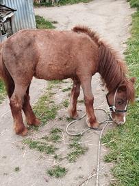 Pony femmina