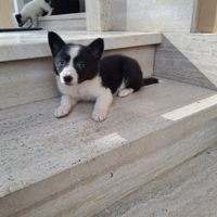 Border collie