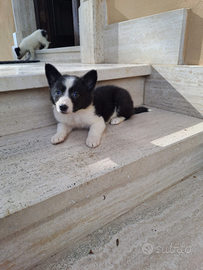 Border collie