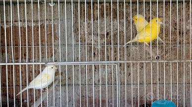 Canarini colore giallo