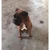 Boxer disponibile per accoppiamento