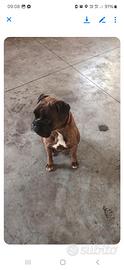 Boxer disponibile per accoppiamento