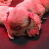 Cuccioli di Golden Retriever