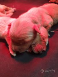 Cuccioli di Golden Retriever