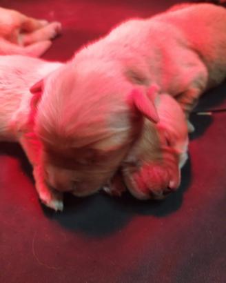 Cuccioli di Golden Retriever