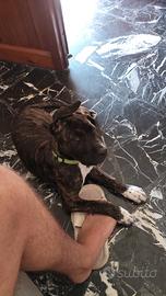 cane corso