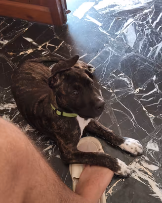 cane corso