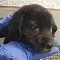 Piccola Meticcia in Canile