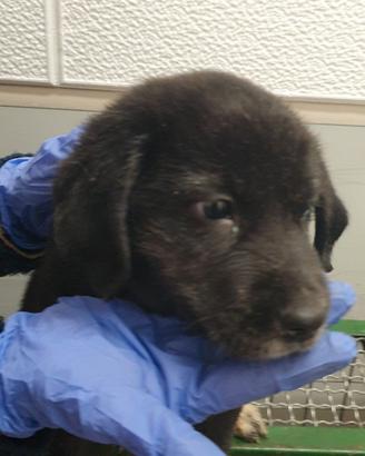 Piccola Meticcia in Canile