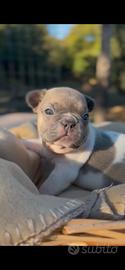 Bulldog francese