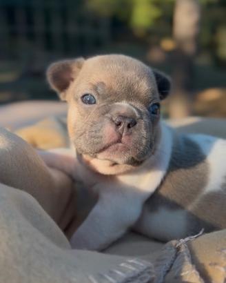 Bulldog francese