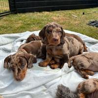 Cuccioli di bassotti arlecchino M e F