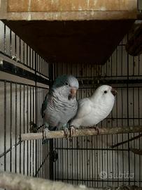 Coppia parrocchetto monaco