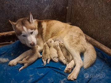 Cuccioli di siberian husky