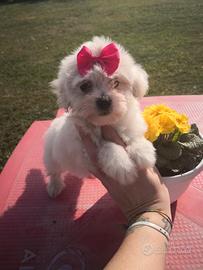 Maltipoo morbidissimi