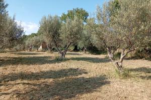 Terreno con casaletto