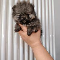 Spitz tedesco nano pedigree ENCI