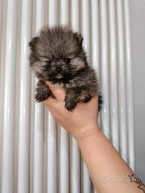 Spitz tedesco nano pedigree ENCI