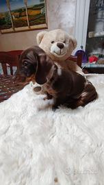 Bassotto tedesco nano kaninchen a pelo corto Enci