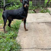 Pinscher Nano