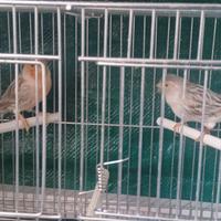 Coppia agata topazio rosso mosaico