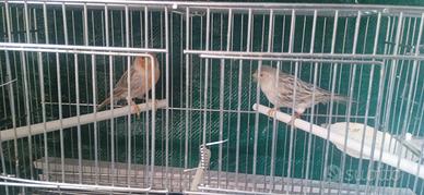 Coppia agata topazio rosso mosaico