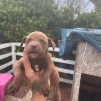 Cuccioli di Pitbull
