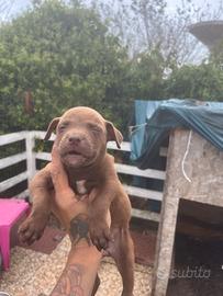 Cuccioli di Pitbull