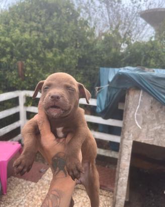 Cuccioli di Pitbull