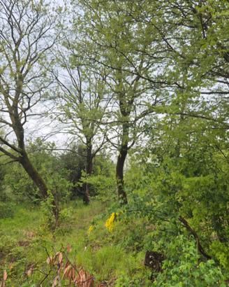 Terreno con piccolo deposito